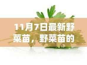 野菜苗的秘密,一场友情与陪伴的温馨之旅(11月7日最新资讯)