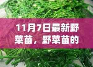 野菜苗的秘密,一场友情与陪伴的温馨之旅(11月7日最新资讯)