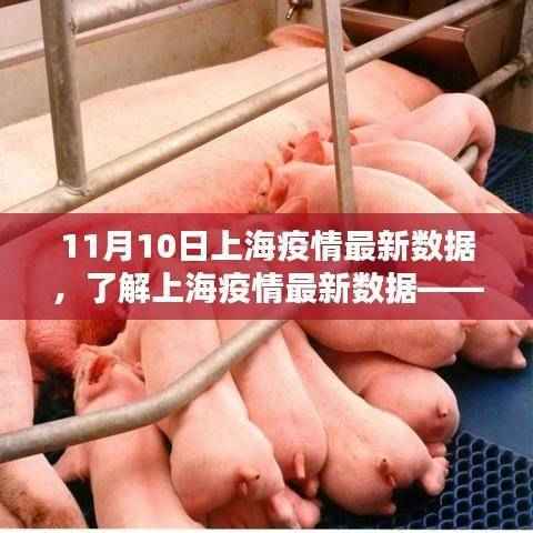 上海疫情最新数据详解,11月10日更新,初学者与进阶用户指南