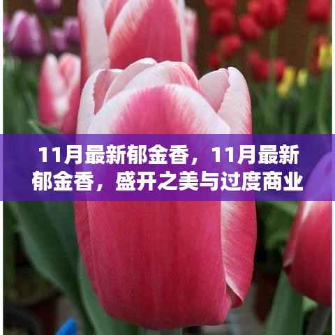 探讨,郁金香盛开之美与商业化冲击的对比观察