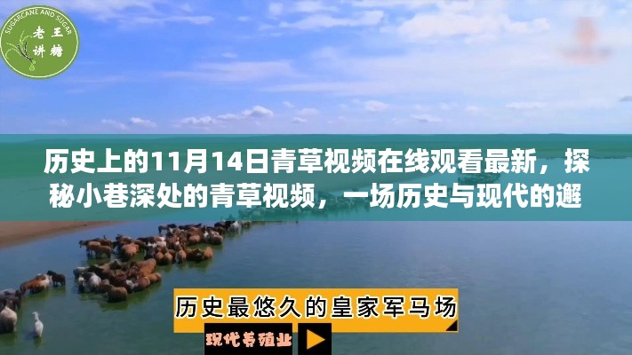 历史上的11月14日青草视频在线观看最新,探秘小巷深处的青草视频,一场历史与现代的邂逅