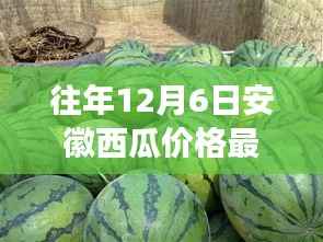 安徽西瓜市场温情故事，友情与季节的交织，瓜田里的日常行情回顾