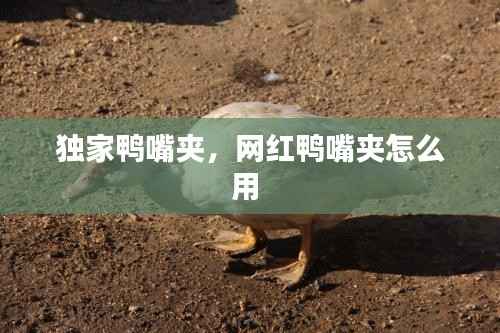 独家鸭嘴夹，网红鸭嘴夹怎么用 