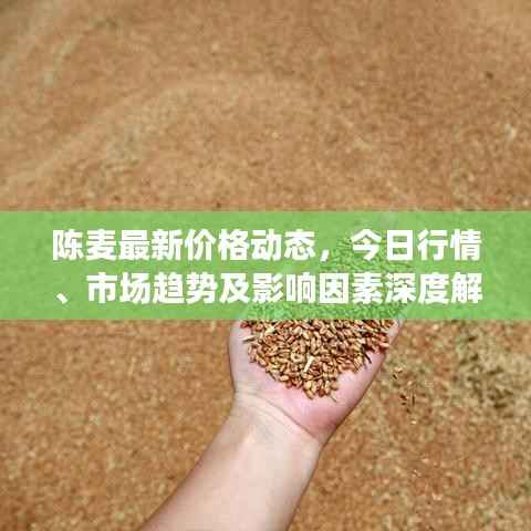 陈麦最新价格动态,今日行情、市场趋势及影响因素深度解析