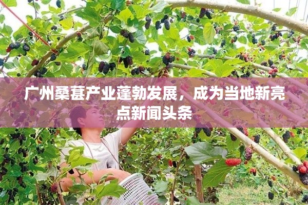 广州桑葚产业蓬勃发展,成为当地新亮点新闻头条
