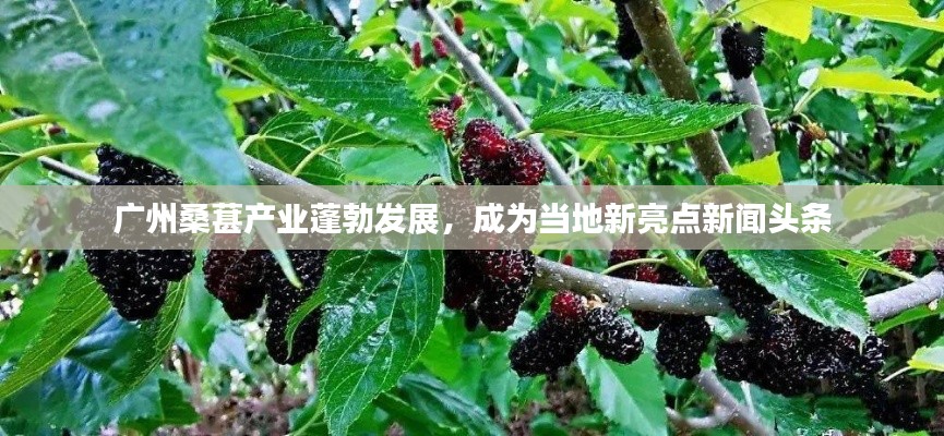 广州桑葚产业蓬勃发展,成为当地新亮点新闻头条