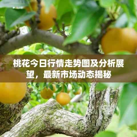桃花今日行情走势图及分析展望,最新市场动态揭秘