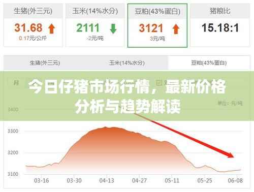 今日仔猪市场行情,最新价格分析与趋势解读