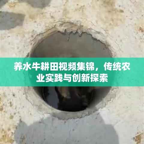 养水牛耕田视频集锦,传统农业实践与创新探索